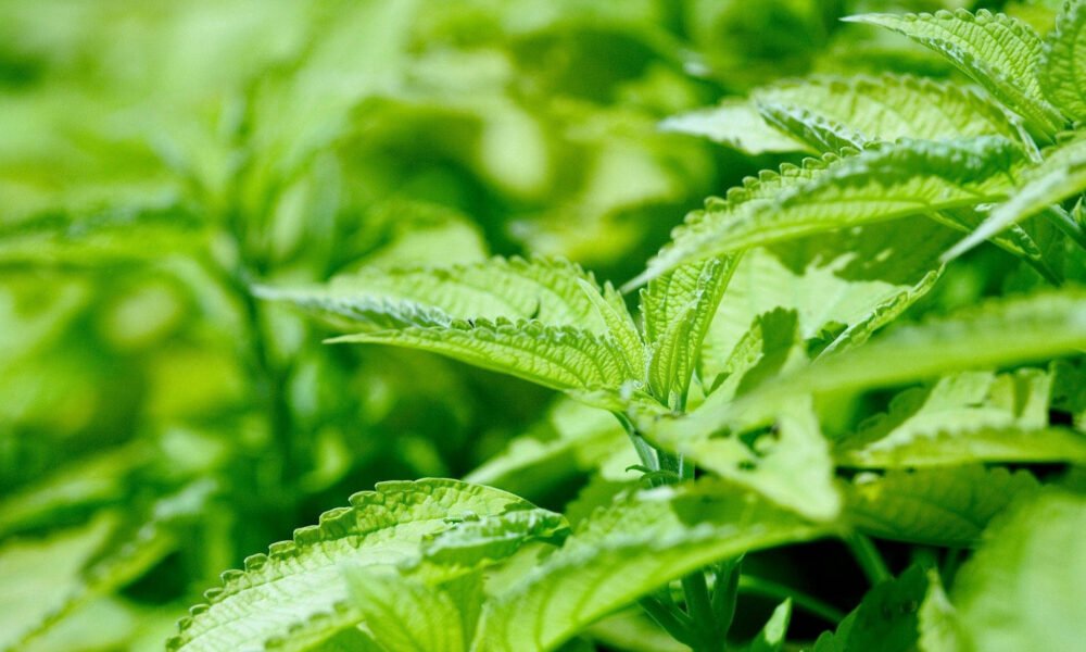 descubre cómo comprar cbd en españa con seguridad y legalidad