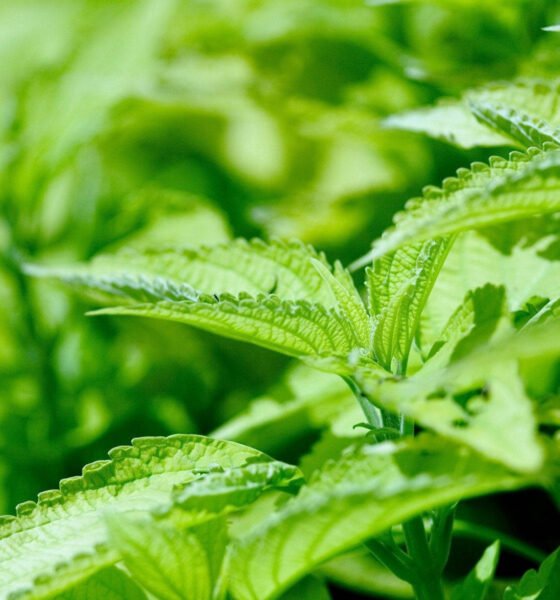 descubre cómo comprar cbd en españa con seguridad y legalidad