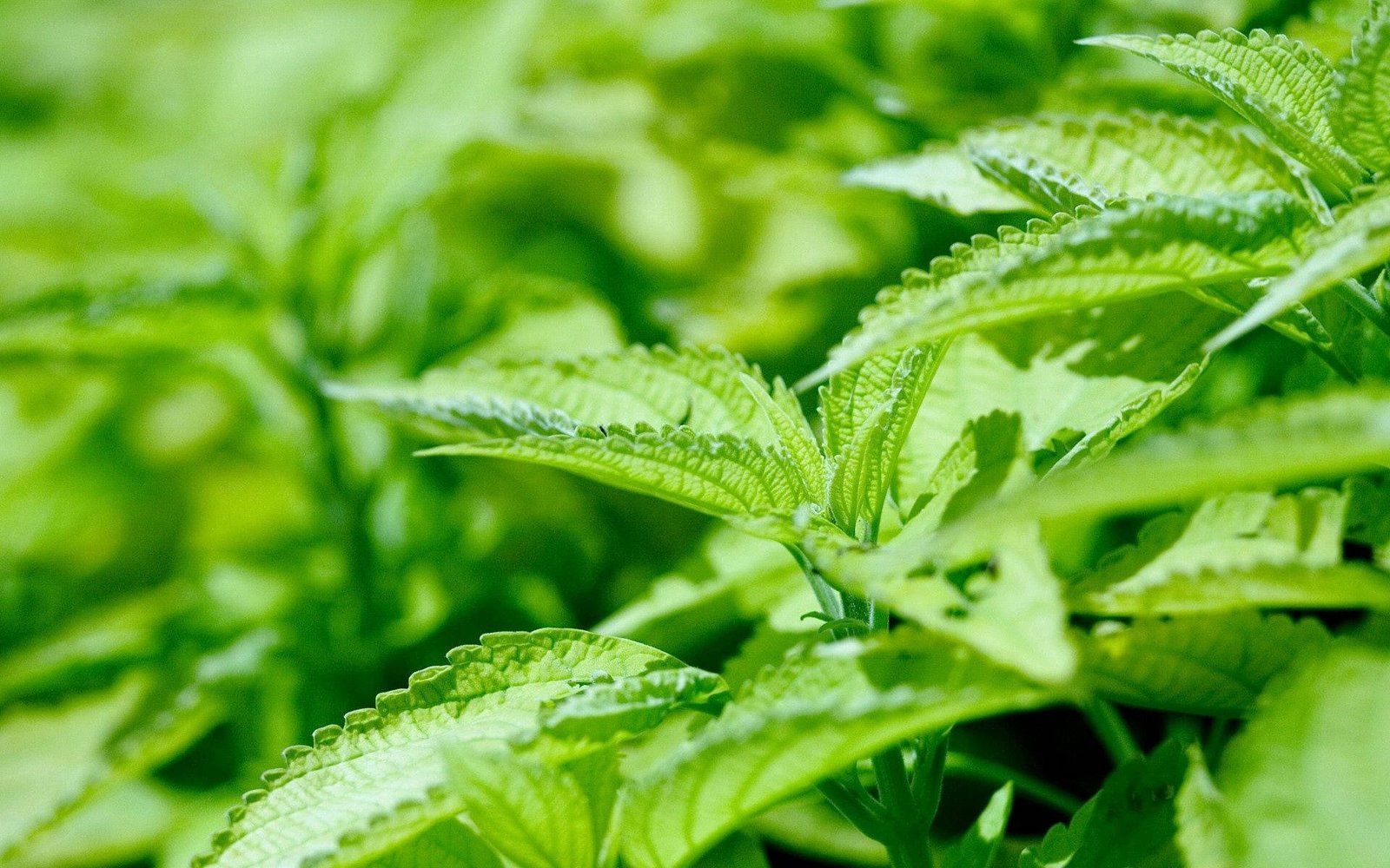 descubre cómo comprar cbd en españa con seguridad y legalidad