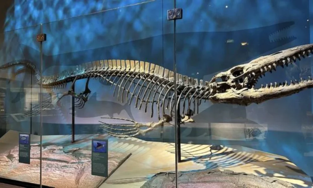 Descubren un nuevo “T. rex” marino de 13 metros que dominaba los océanos del Cretácico