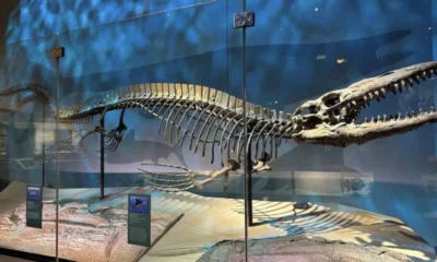 Descubren un nuevo “T. rex” marino de 13 metros que dominaba los océanos del Cretácico
