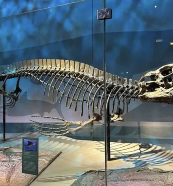 Descubren un nuevo “T. rex” marino de 13 metros que dominaba los océanos del Cretácico