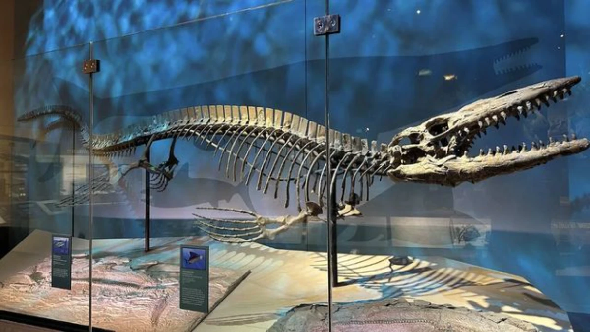 Descubren un nuevo “T. rex” marino de 13 metros que dominaba los océanos del Cretácico