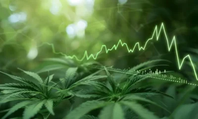 El boom del CBD en España ya es imparable