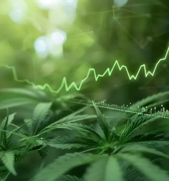 El boom del CBD en España ya es imparable