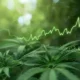 El boom del CBD en España ya es imparable