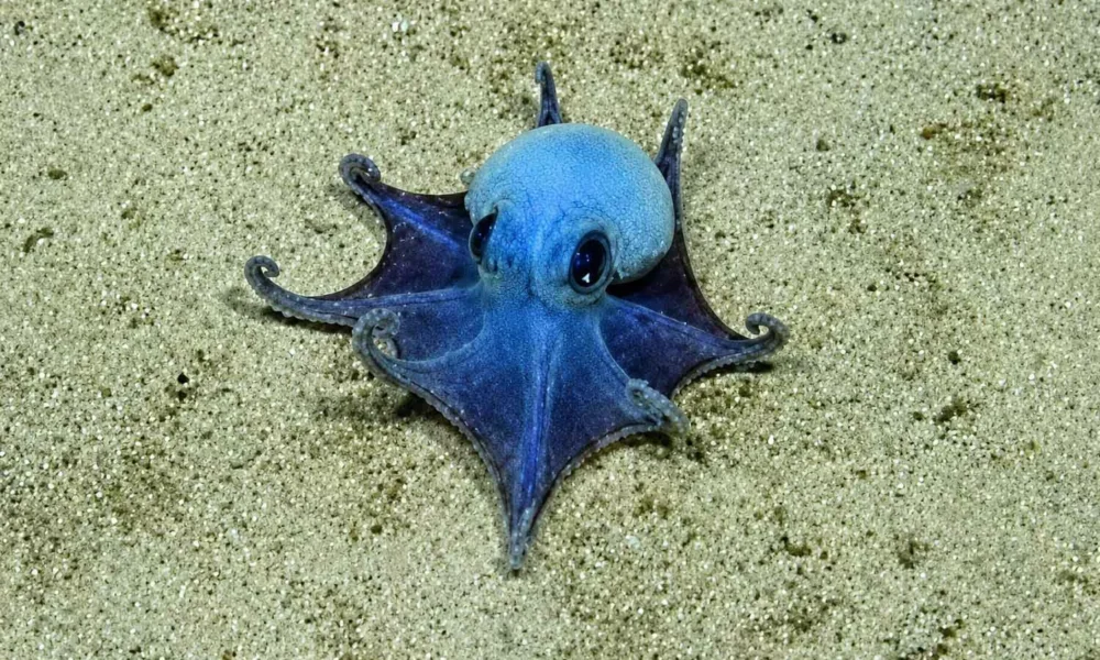 Descubren un pulpo azul desconocido para la ciencia a 1.800 metros de profundidad en Galápagos