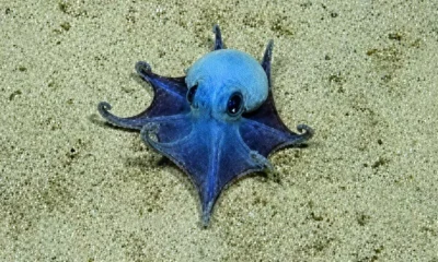 Descubren un pulpo azul desconocido para la ciencia a 1.800 metros de profundidad en Galápagos
