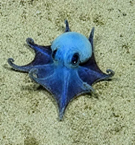 Descubren un pulpo azul desconocido para la ciencia a 1.800 metros de profundidad en Galápagos
