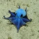 Descubren un pulpo azul desconocido para la ciencia a 1.800 metros de profundidad en Galápagos