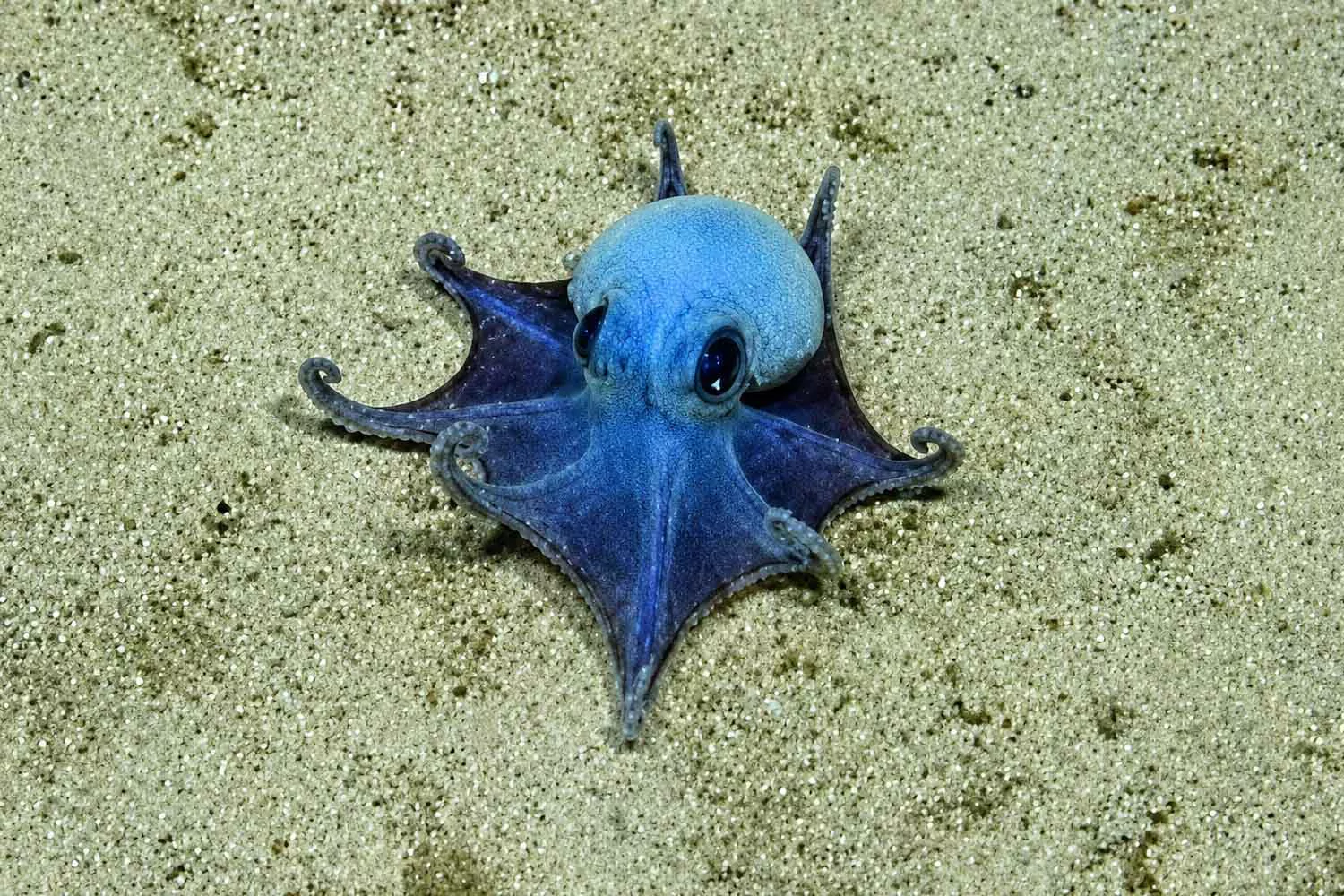 Descubren un pulpo azul desconocido para la ciencia a 1.800 metros de profundidad en Galápagos