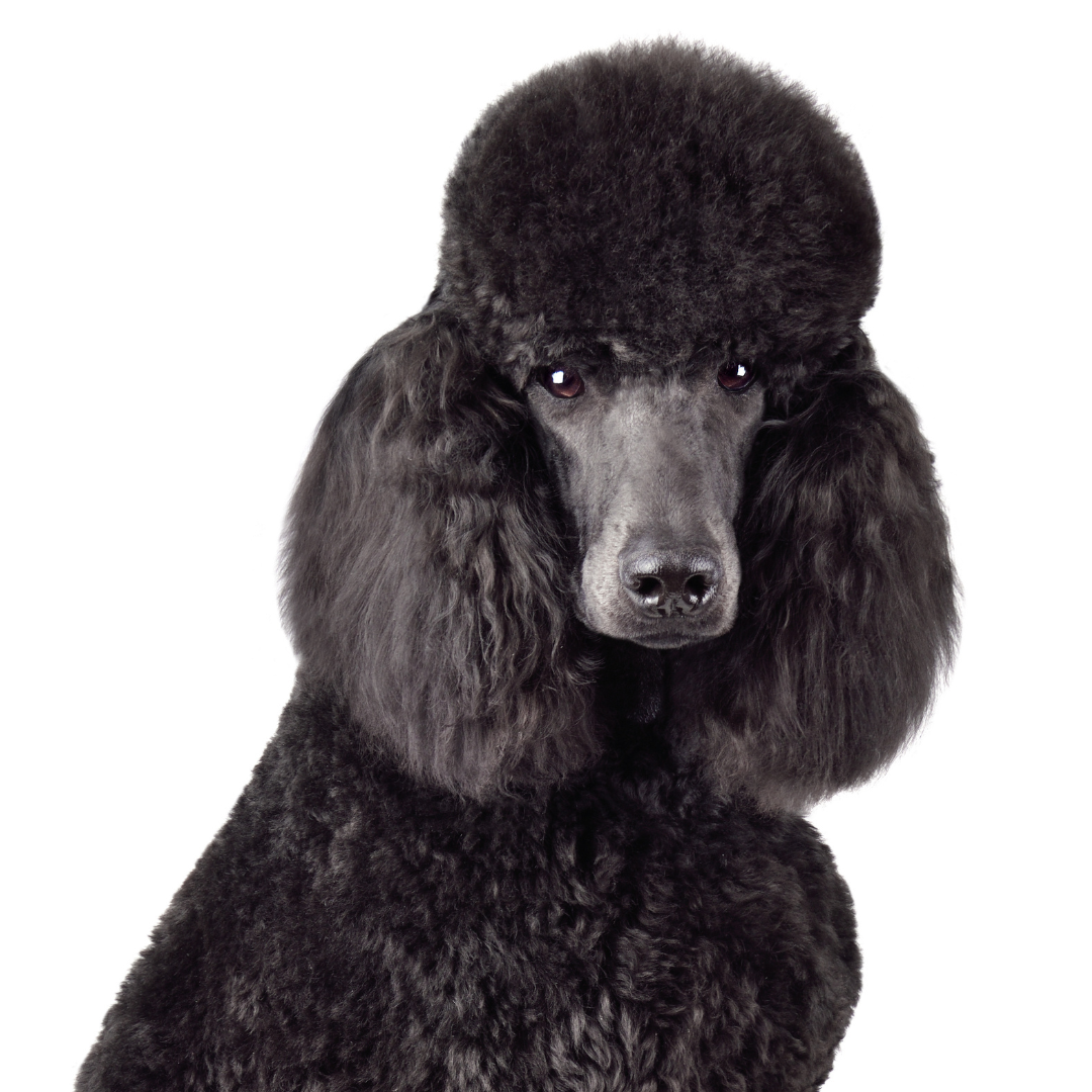 Caniche negro, una raza conocida por su inteligencia