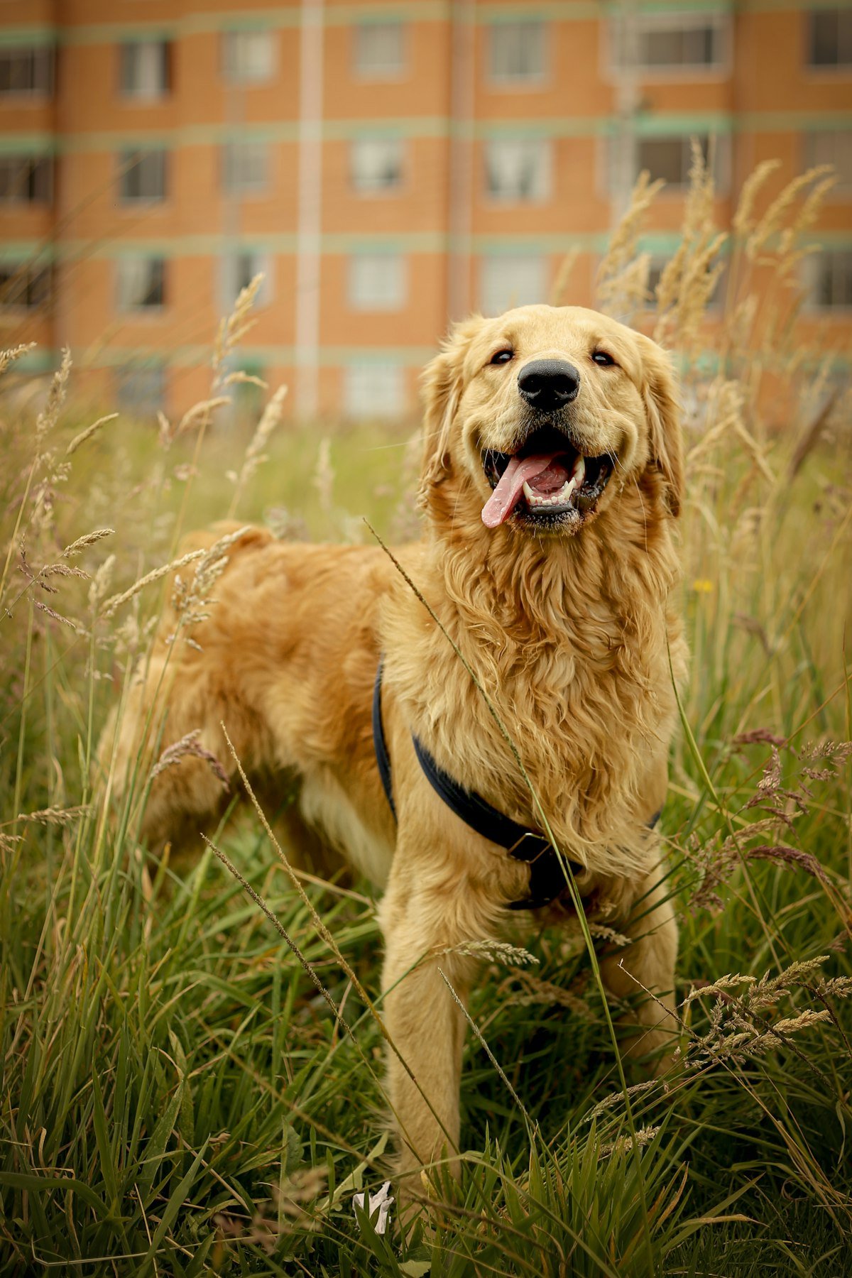 Golden retriever en un campo