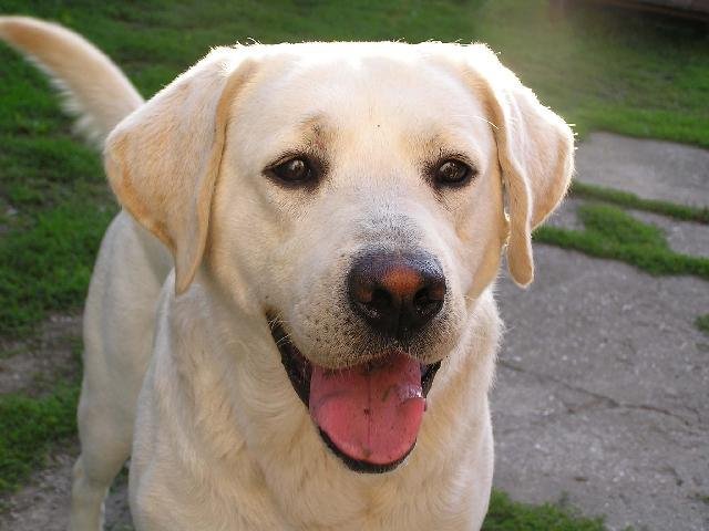 Labrador retriever de color claro