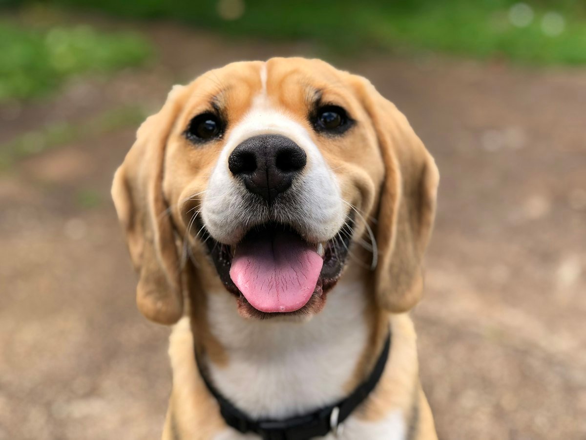 Perro de tipo pastor ganadero australiano