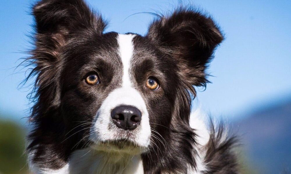 Las razas mas listas de perros