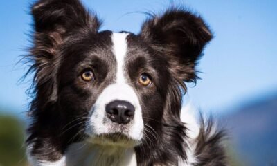 Las razas mas listas de perros