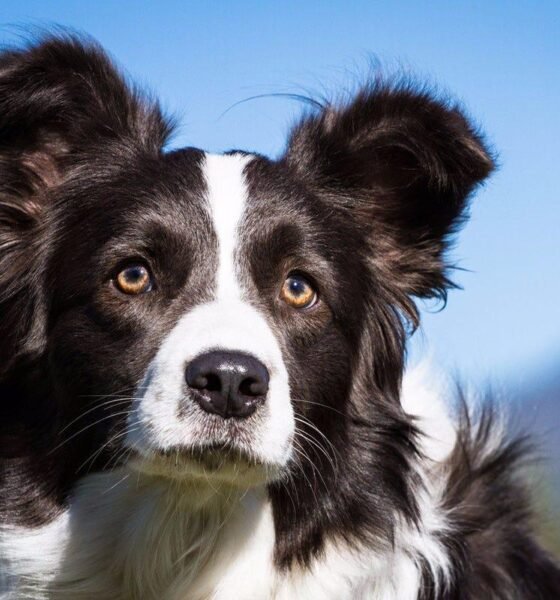 Las razas mas listas de perros
