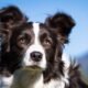 Las razas mas listas de perros