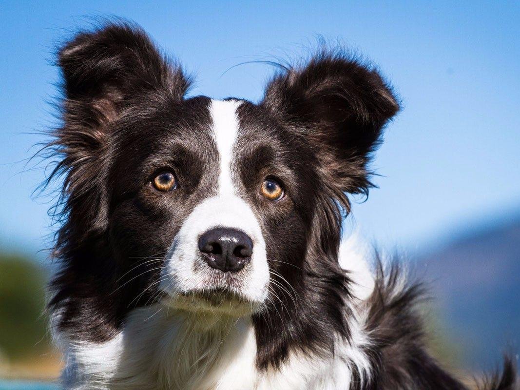Las razas mas listas de perros