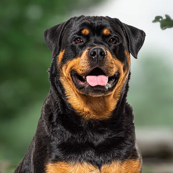 Rottweiler con pelaje negro y marcas fuego
