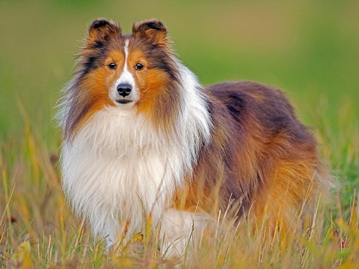 Perro pastor de las islas Shetland o sheltie